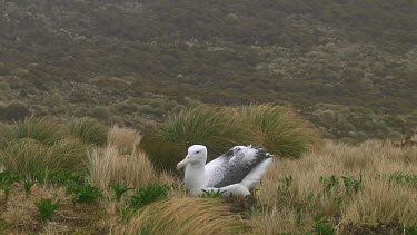 Southern royal albotross (Diomedea epomophora) sitting on its nest on Campbell Island (NZ)