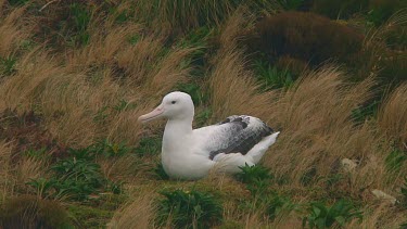 Southern royal albotross (Diomedea epomophora) sitting on its nest on Campbell Island (NZ)