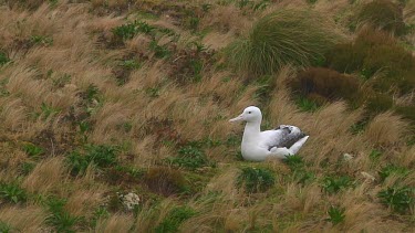 Southern royal albotross (Diomedea epomophora) sitting on its nest on Campbell Island (NZ)