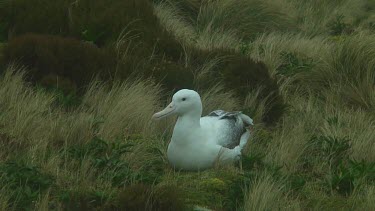 Southern royal albotross (Diomedea epomophora) sitting on its nest on Campbell Island (NZ)