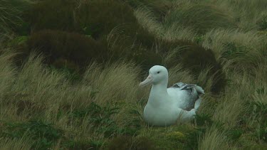 Southern royal albotross (Diomedea epomophora) sitting on its nest on Campbell Island (NZ)