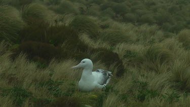 Southern royal albotross (Diomedea epomophora) sitting on its nest on Campbell Island (NZ)