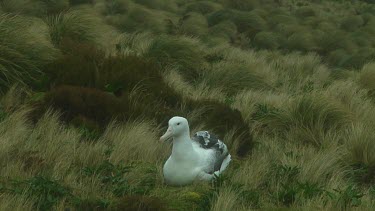 Southern royal albotross (Diomedea epomophora) preening on Campbell Island (NZ)