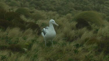 Southern royal albotross (Diomedea epomophora) walking on Campbell Island (NZ)