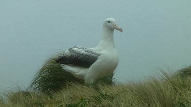 Southern royal albotross (Diomedea epomophora) spreading its wings on Campbell Island (NZ)