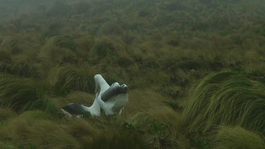 Two southern royal albotross (Diomedea epomophora) courting on Campbell Island (NZ)