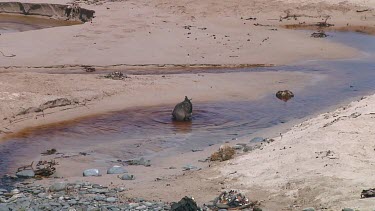 Brown skua (Stercorarius lonnbergi) washing in a stream on Enderby Island (NZ)