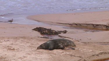 Hooker or New Zealand sea lion (Phocarctos hookeri) relaxing on the beach of Enderby Island (NZ)