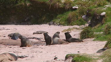 Hooker or New Zealand sea lions (Phocarctos hookeri) on the beach of Enderby Island (NZ)