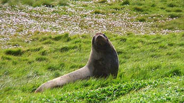 Hooker or New Zealand sea lions (Phocarctos hookeri) on the grass on Enderby Island (NZ)