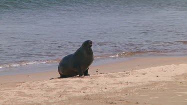 Hooker or New Zealand sea lions (Phocarctos hookeri) meeting on the beach of Enderby Island (NZ)