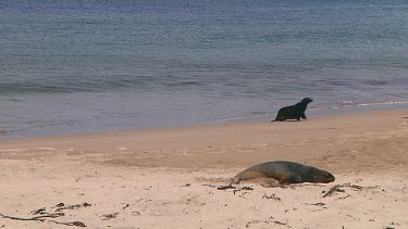 Hooker or New Zealand sea lion (Phocarctos hookeri) landing on the beach of Enderby Island (NZ)