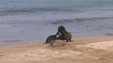 Hooker or New Zealand sea lions (Phocarctos hookeri) playing on Enderby Island (NZ)