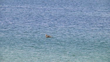 Nothern giant petrel (Macronectes halli) in the ocean near Enderby Island (NZ)