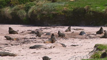 Hooker or New Zealand sea lions (Phocarctos hookeri) on the beach of Enderby Island (NZ)