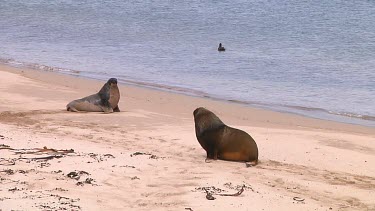 Hooker or New Zealand sea lions (Phocarctos hookeri) territorial dispute Enderby Island (NZ)
