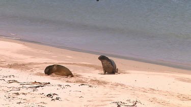 Hooker or New Zealand sea lions (Phocarctos hookeri) territorial dispute Enderby Island (NZ)