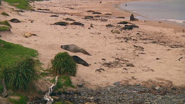 Hooker or New Zealand sea lions (Phocarctos hookeri) relaxing on the beach of Enderby Island (NZ)
