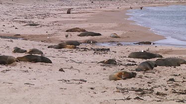 Hooker or New Zealand sea lions (Phocarctos hookeri) relaxing on the beach of Enderby Island (NZ)