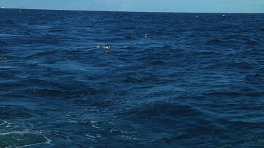 Slow motion of Chatham Island albatross (Thalassarche eremita) flying  near the Chatham Islands (NZ)