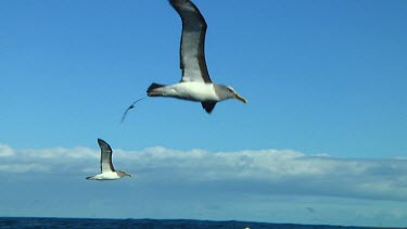 Slow motion of Chatham Island albatross (Thalassarche eremita) flying  near the Chatham Islands (NZ)