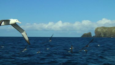 Slow motion of Northern royal albatross (Diomedea sanfordi) flying  near the Chatham Islands (NZ)