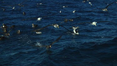 Slow motion of Northern royal albatross (Diomedea sanfordi) flying  near the Chatham Islands (NZ)
