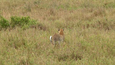 Leopard in Serengeti NP, Tanzania