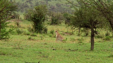 Cheetah in Serengeti NP, Tanzania