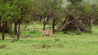 Cheetah in Serengeti NP, Tanzania