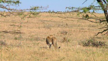 Lioness in Serengeti NP, Tanzania