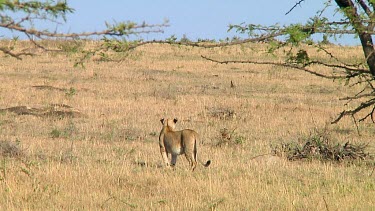 Lioness in Serengeti NP, Tanzania