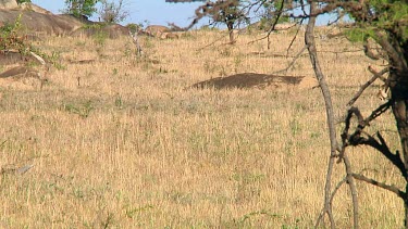 Lioness in Serengeti NP, Tanzania