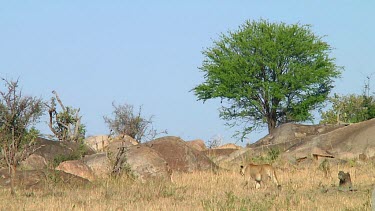 Lioness in Serengeti NP, Tanzania