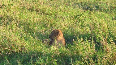 Lion cubs in Serengeti NP, Tanzania