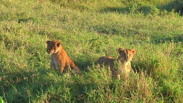 Lion cubs in Serengeti NP, Tanzania