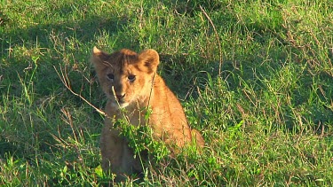 Lion cubs in Serengeti NP, Tanzania