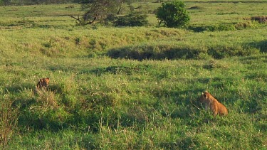 Lion cubs in Serengeti NP, Tanzania
