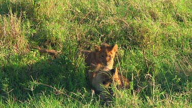 Lion cubs in Serengeti NP, Tanzania