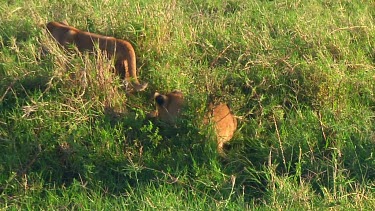 Lion cubs in Serengeti NP, Tanzania