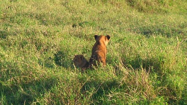 Lion cubs in Serengeti NP, Tanzania
