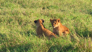 Lion cubs in Serengeti NP, Tanzania