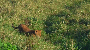 Lion cubs in Serengeti NP, Tanzania