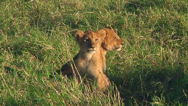 Lion cubs in Serengeti NP, Tanzania