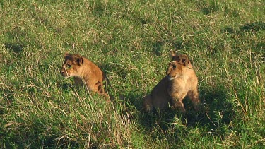 Lion cubs in Serengeti NP, Tanzania