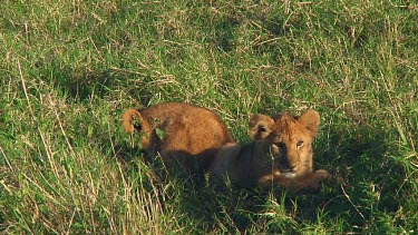 Lion cubs in Serengeti NP, Tanzania