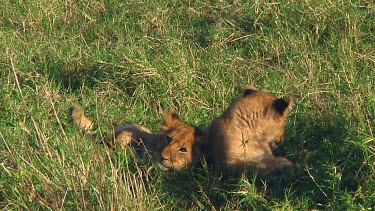 Lion cubs in Serengeti NP, Tanzania