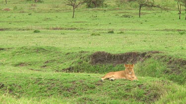 Lioness in Serengeti NP, Tanzania