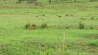Lion cubs in Serengeti NP, Tanzania