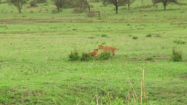 Lion cubs in Serengeti NP, Tanzania
